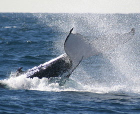 Sydney Eco Whale Watching - Accommodation Broome 3