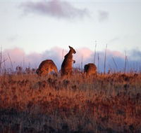 Dingo Tours - Accommodation Broome