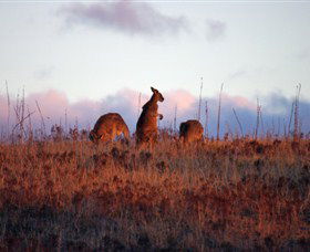 Dingo Tours - Accommodation Broome 0