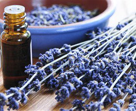 Pure Botanicals - Accommodation Broome 2