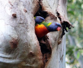 West Pennant Hills NSW Accommodation Broome