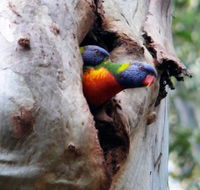 Cumberland State Forest - Accommodation Broome