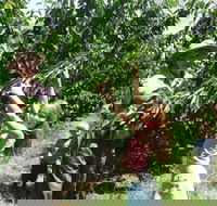 Forest Range Cherries - Accommodation Broome
