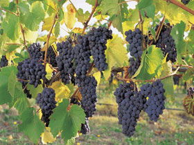 Hills Short Wine And Food Trail - Accommodation Broome 0
