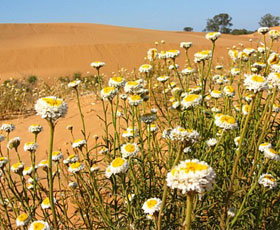 Perry Sandhills - Accommodation Broome 1
