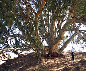 Perry Sandhills - Accommodation Broome 2