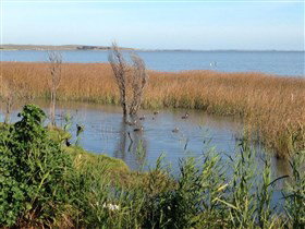 Meningie's Pelican Path - Yunti Ngopun Ngami - Accommodation Broome 3