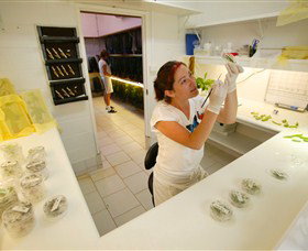 Australian Butterfly Sanctuary - Accommodation Broome 2