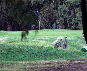 Deniliquin Golf Club - Accommodation Broome 2
