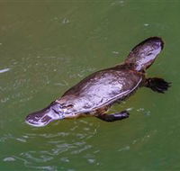 Platypus Viewing at Broken River