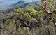 Crediton State Forest - thumb 0