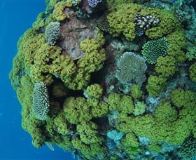 Keeper Reef Dive Site - Accommodation Broome 0