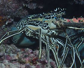 Keeper Reef Dive Site - Accommodation Broome 2