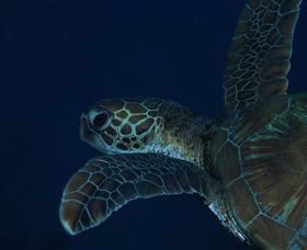 Keeper Reef Dive Site - Accommodation Broome 3