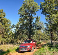 Forest drive - Accommodation Broome