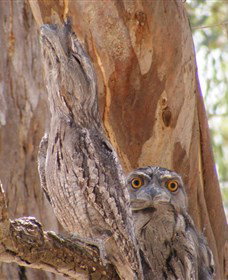 Bird Watching - Accommodation Broome 0