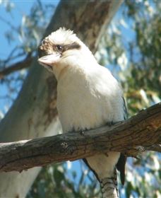 Bird Watching - Accommodation Broome 1