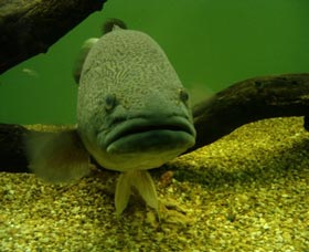 John Lake Centre - Narrandera Fisheries Centre - Accommodation Broome 0