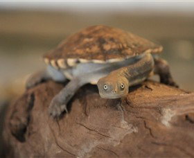 John Lake Centre - Narrandera Fisheries Centre - Accommodation Broome 1