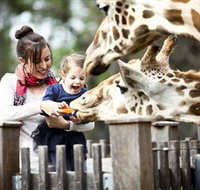 Taronga Western Plains Zoo Dubbo - Accommodation Broome