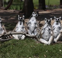 Savannah Visitor Plaza Taronga Western Plains Zoo Dubbo - Accommodation Broome