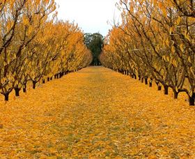 Sun Country On The Murray Farm Gate Trail - Accommodation Broome 0