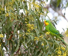 Savernake Day Tours - Accommodation Broome 3