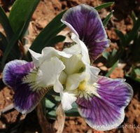Sunshine Iris Nursery - Accommodation Broome