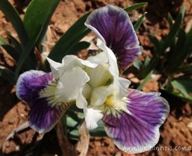 Sunshine Iris Nursery - Accommodation Broome 0