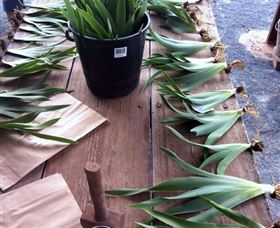 Sunshine Iris Nursery - Accommodation Broome 2