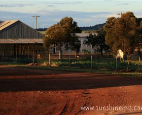 Sunshine Iris Nursery - Accommodation Broome 1