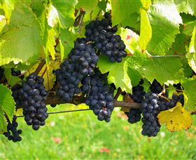 Paramoor Winery - Accommodation Broome 5