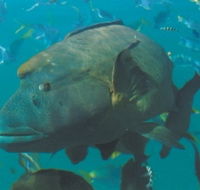 Fairey Reef - Accommodation Broome
