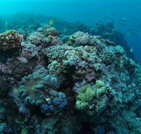 Manta Ray Drop Off Dive Site - Accommodation Broome