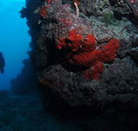 Stepping Stones Dive Site - Accommodation Broome