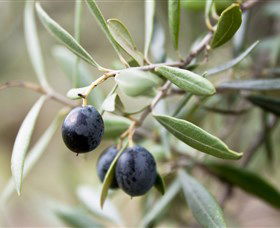 Wollundry Grove Olives - Accommodation Broome 2