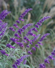 Perennialle Plants Nursery And Garden - Accommodation Broome 4