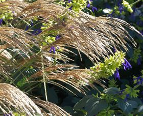 Perennialle Plants Nursery And Garden - Accommodation Broome 3
