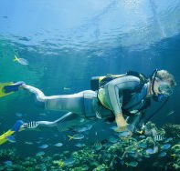 Seaflight Bommie Dive Site - Accommodation Broome