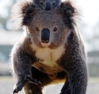 Koalas in Gunnedah - Accommodation Broome