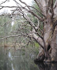Wonga Wetlands - Accommodation Broome 3
