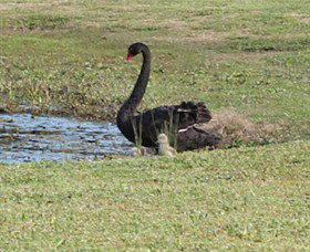 Wonga Wetlands - Accommodation Broome 6