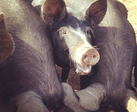 Ravens Creek Farm - Accommodation Broome 3