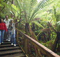 Otway Fly Treetop Adventures - Accommodation Broome