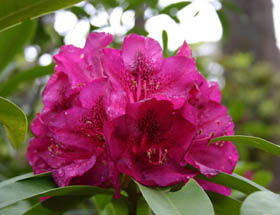Campbell Rhododendron Gardens - Accommodation Broome 0