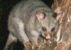 Moondarra State Park - Accommodation Broome 0