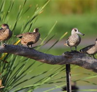 Jerrabomberra Wetlands - Accommodation Broome