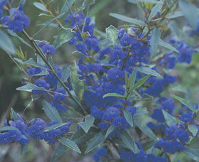 Kalamunda National Park - Accommodation Broome 2