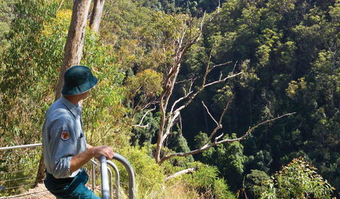 Lyrebird Falls Walking Track - Accommodation Broome 1