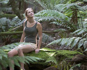 Barrington Tops National Park - Honeysuckle Forest Track - Accommodation Broome 0
